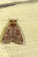 Diarsia jucunda