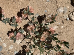 Rumex venosus