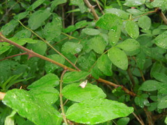 Olethreutes punctanum