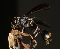 Rhopalosyrphus