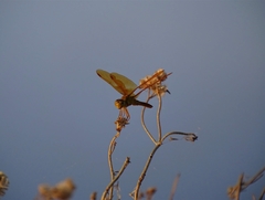 Perithemis intensa