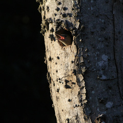 Melanerpes carolinus