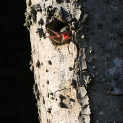 Melanerpes carolinus