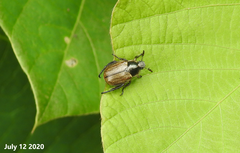 Exomala pallidipennis