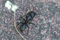Camponotus modoc
