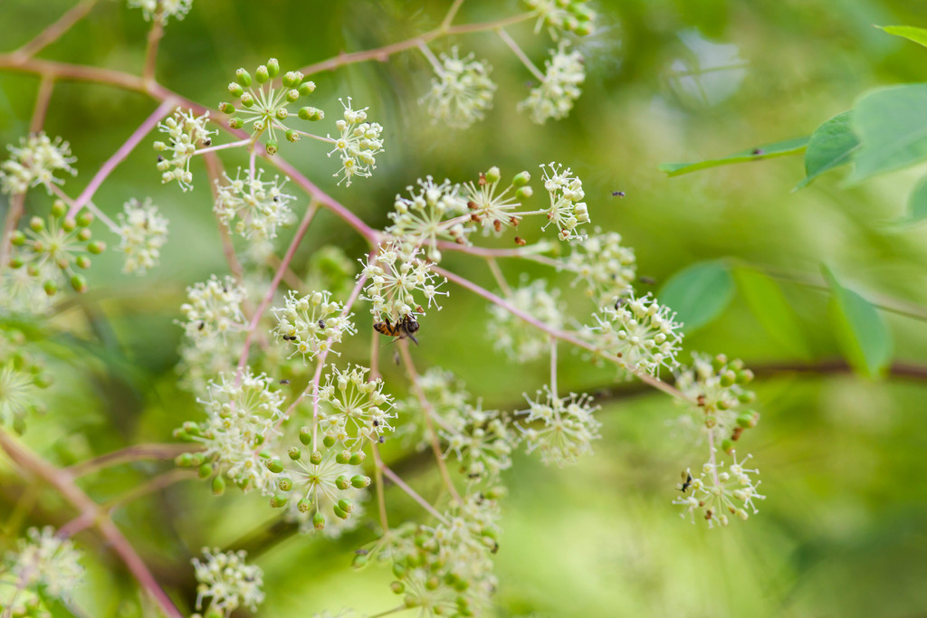 Aralia spinosa — an easy houseplant, prefers partial sun light
