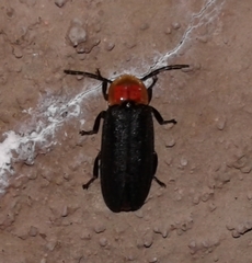 Ellychnia flavicollis