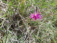Dianthus pygmaeus