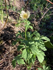 Trollius