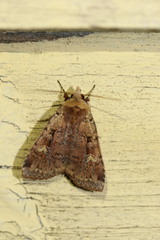 Diarsia jucunda