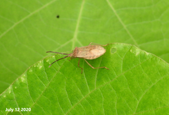 Homoeocerus dilatatus