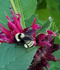 Bombus fervidus