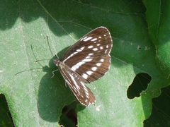 Neptis pryeri