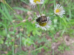 Lasiotrichius succinctus