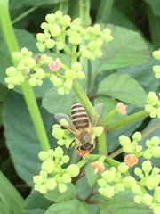 Apis cerana japonica