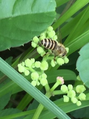 Apis cerana japonica
