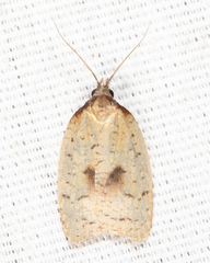 Sparganothis xanthoides