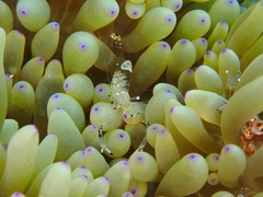 Ancylomenes venustus