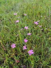 Sabatia campanulata