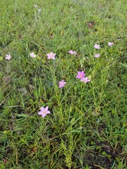 Sabatia campanulata