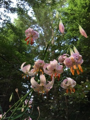 Lilium kelloggii