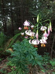 Lilium kelloggii