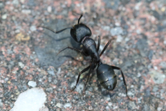 Camponotus modoc