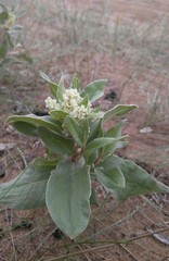 Polygonum sericeum