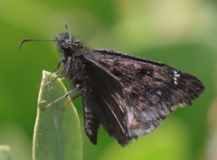 Erynnis pacuvius