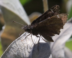 Erynnis pacuvius
