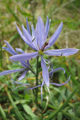 Camassia quamash