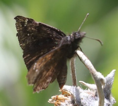 Erynnis pacuvius