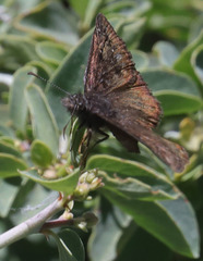 Erynnis pacuvius