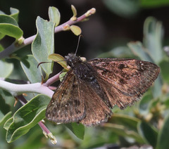 Erynnis pacuvius