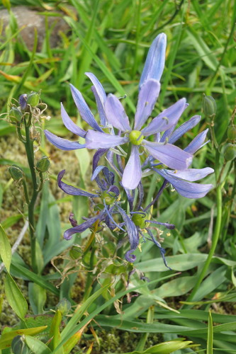 Camassia quamash