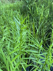 Dulichium arundinaceum