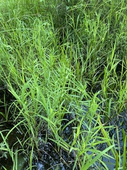 Dulichium arundinaceum