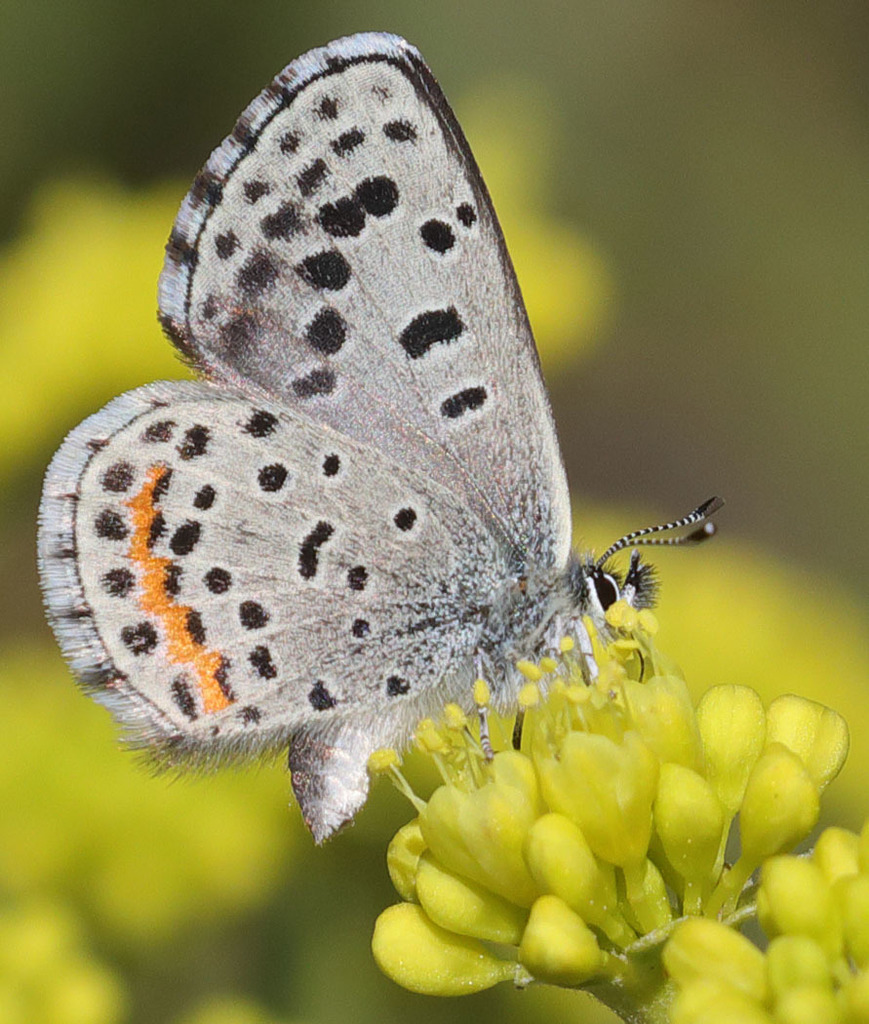 Intermediate DottedBlue (Yosemite National Park Butterfly Guide 🦋