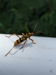 Chlorophorus quinquefasciatus