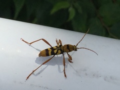 Chlorophorus quinquefasciatus
