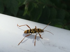 Chlorophorus quinquefasciatus