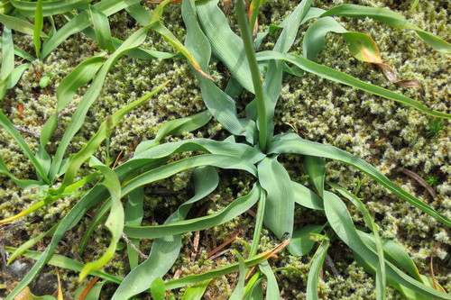 Camassia quamash