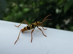 Chlorophorus quinquefasciatus
