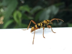 Chlorophorus quinquefasciatus