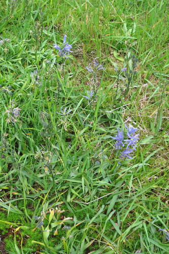 Camassia quamash