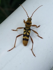 Chlorophorus quinquefasciatus