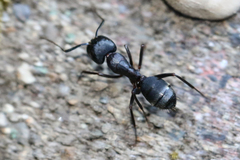 Camponotus modoc