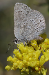 Satyrium semiluna