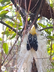 Cerogenes auricoma