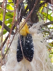Cerogenes auricoma